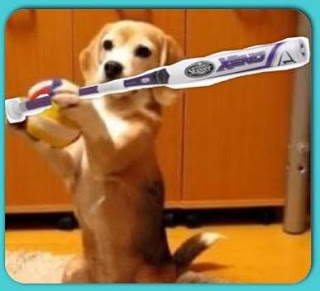 Dog with Softball equipment-bat